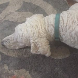 Meet your Posher, Grace